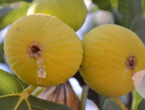 dried figs