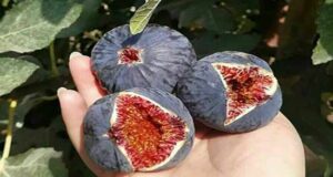 Properties of figs for men